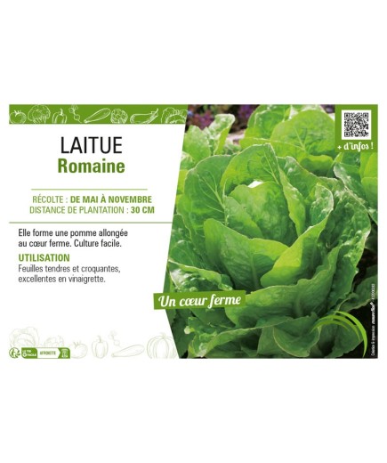 LAITUE ROMAINE