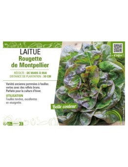 LAITUE ROUGETTE DE MONTPELLIER