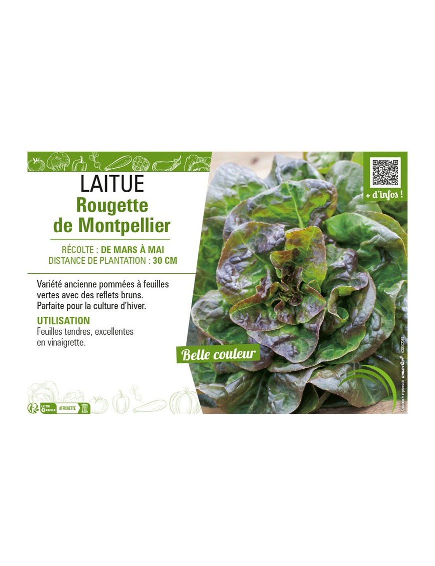 LAITUE ROUGETTE DE MONTPELLIER