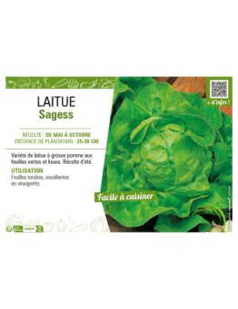 LAITUE SAGESS
