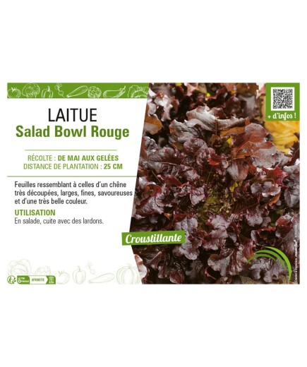 LAITUE (A COUPER) SALAD BOWL ROUGE