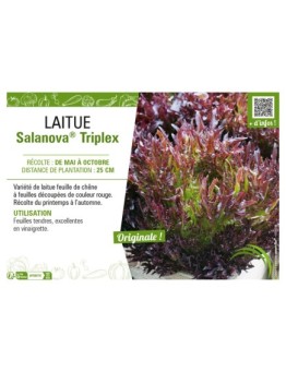 LAITUE SALANOVA® (FRISELLA) TRIPLEX