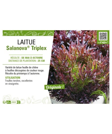 LAITUE SALANOVA® (FRISELLA) TRIPLEX