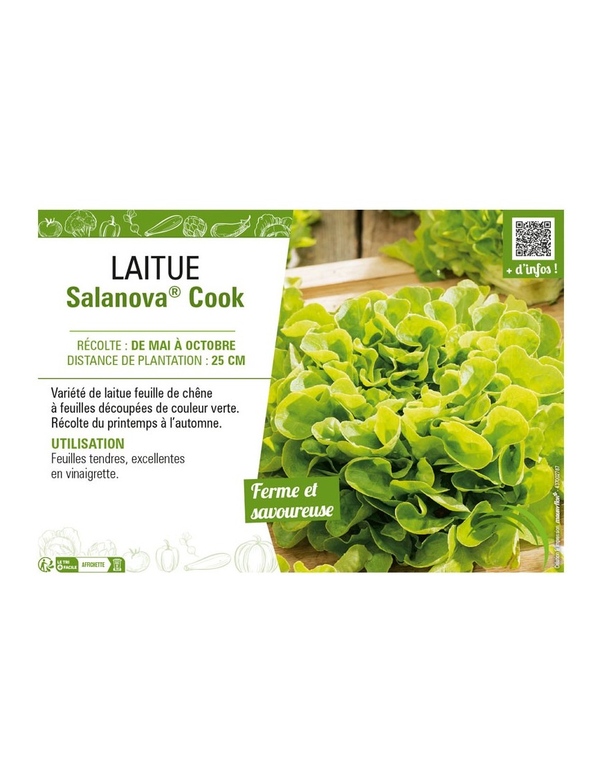 LAITUE SALANOVA® COOK