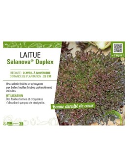 LAITUE SALANOVA® DUPLEX