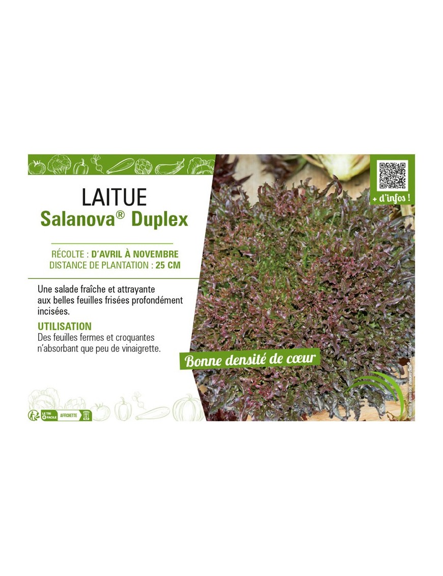 LAITUE SALANOVA® DUPLEX