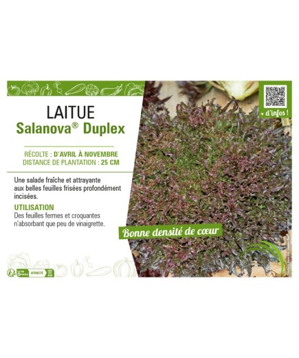 LAITUE SALANOVA® DUPLEX
