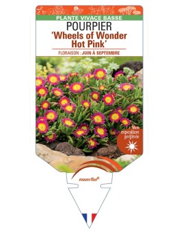 DELOSPERMA nubigenum WHEELS OF WONDER HOT PINK voir Pourpier