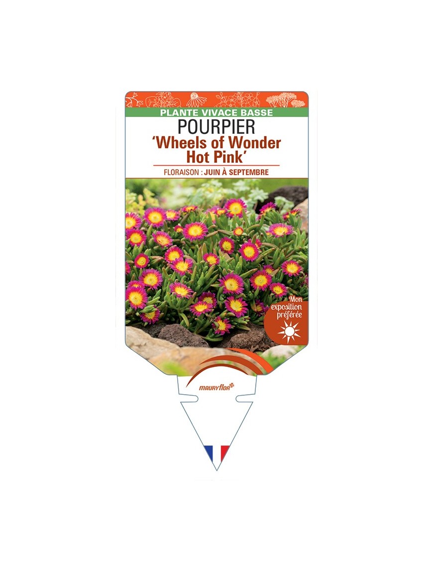 DELOSPERMA nubigenum WHEELS OF WONDER HOT PINK voir Pourpier