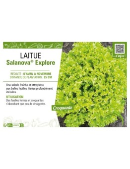 LAITUE SALANOVA® EXPLORE
