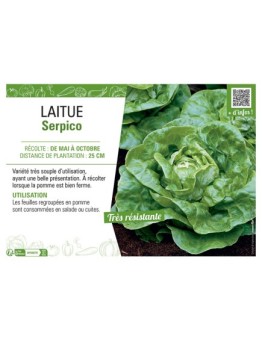 LAITUE SERPICO