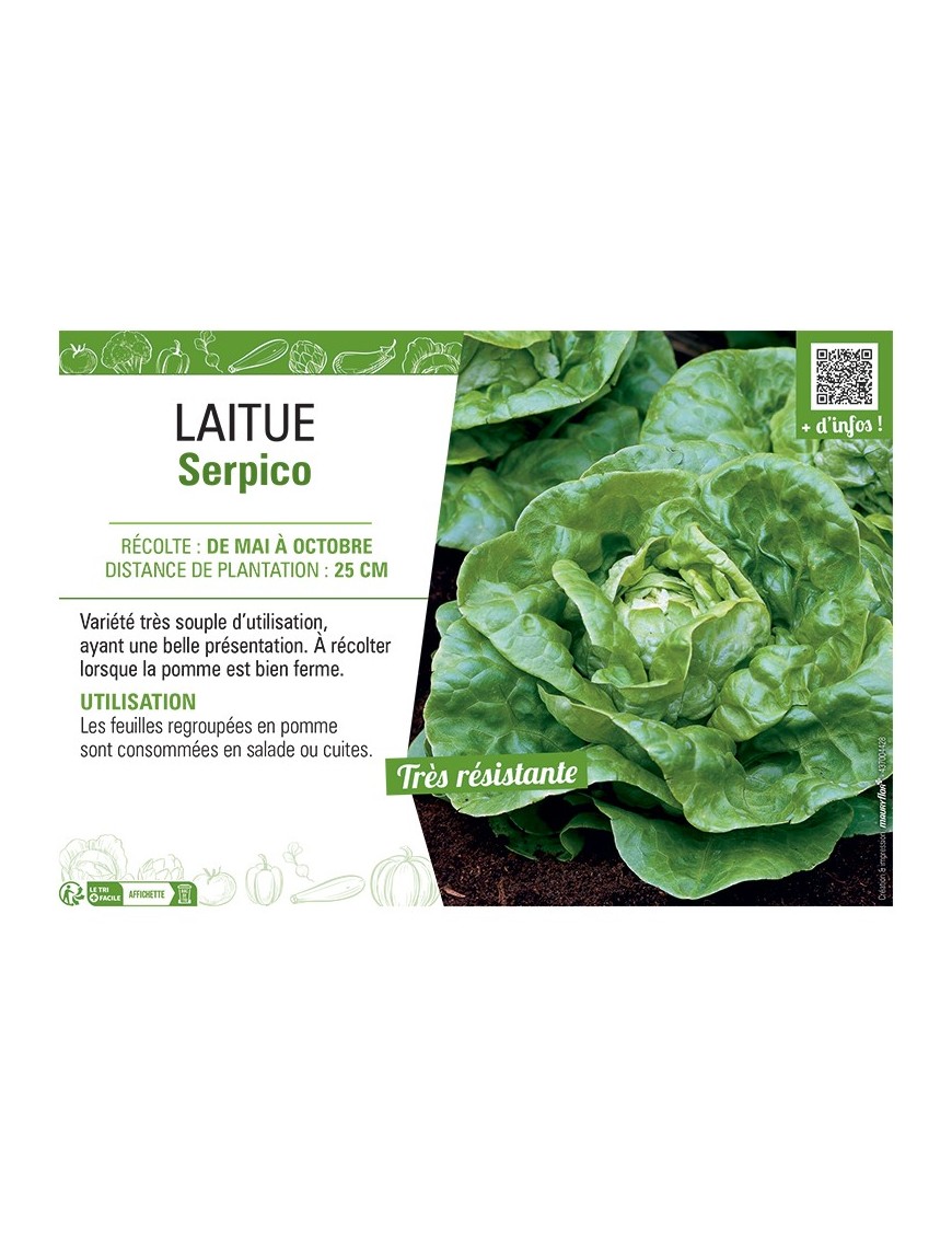LAITUE SERPICO