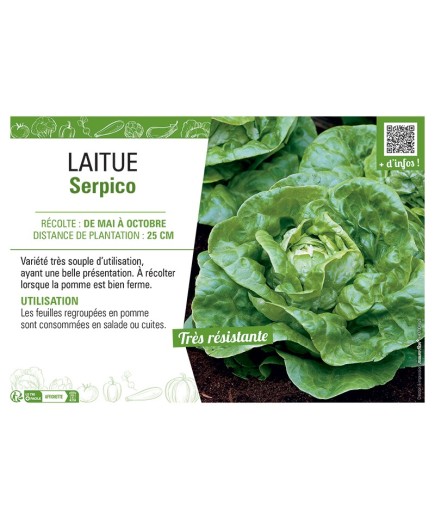 LAITUE SERPICO