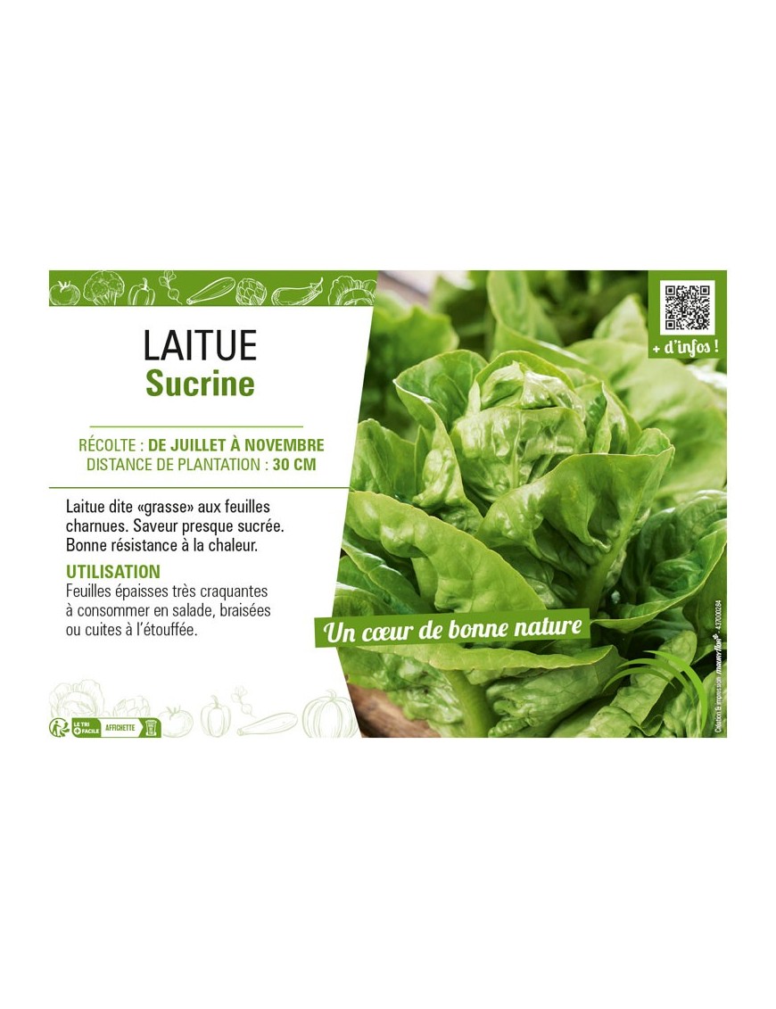 LAITUE SUCRINE