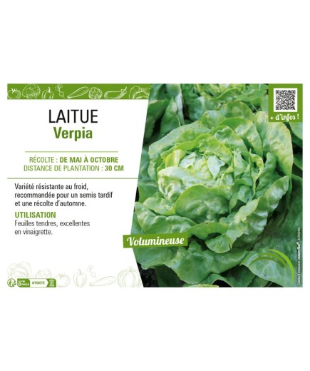 LAITUE VERPIA