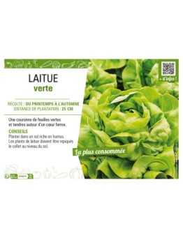 LAITUE VERTE