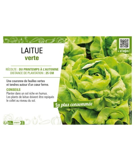 LAITUE VERTE
