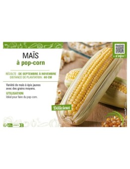 MAÏS À POP-CORN