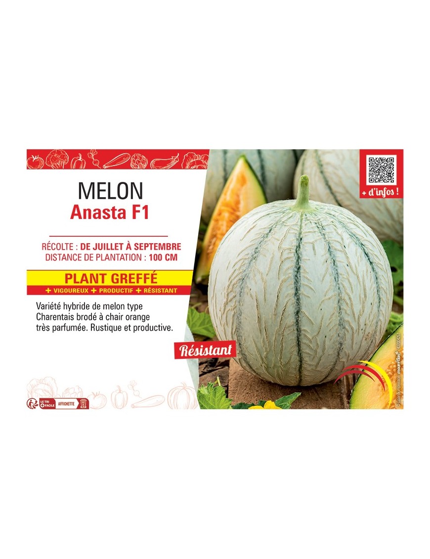 MELON ANASTA F1 Plant greffé