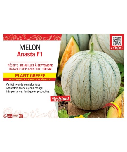 MELON ANASTA F1 Plant greffé
