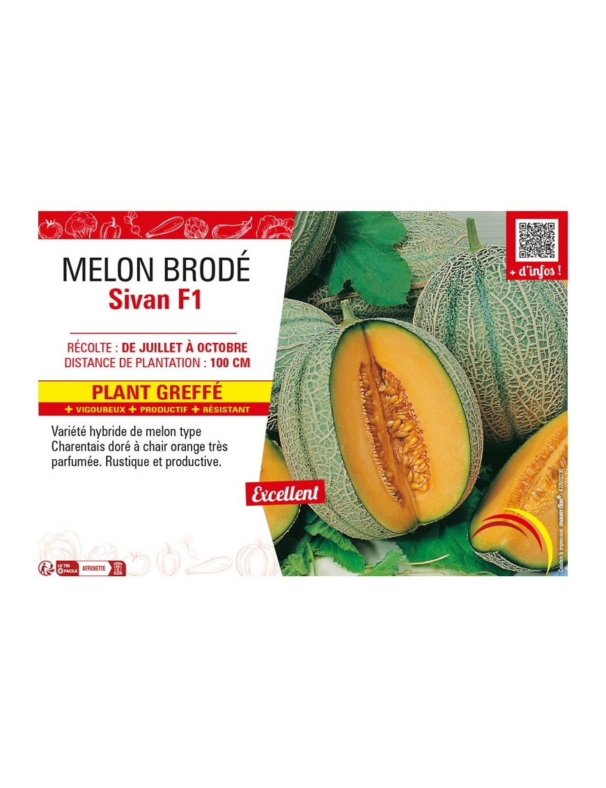 MELON BRODÉ SIVAN F1 Plant greffé