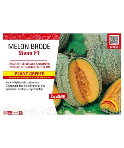 MELON BRODÉ SIVAN F1 Plant greffé