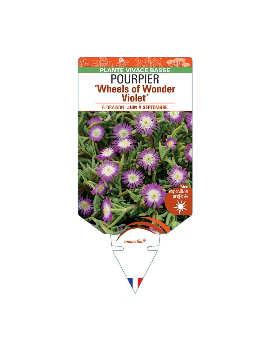 DELOSPERMA nubigenum WHEELS OF WONDER VIOLET voir Pourpier