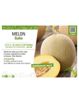 MELON GALIA