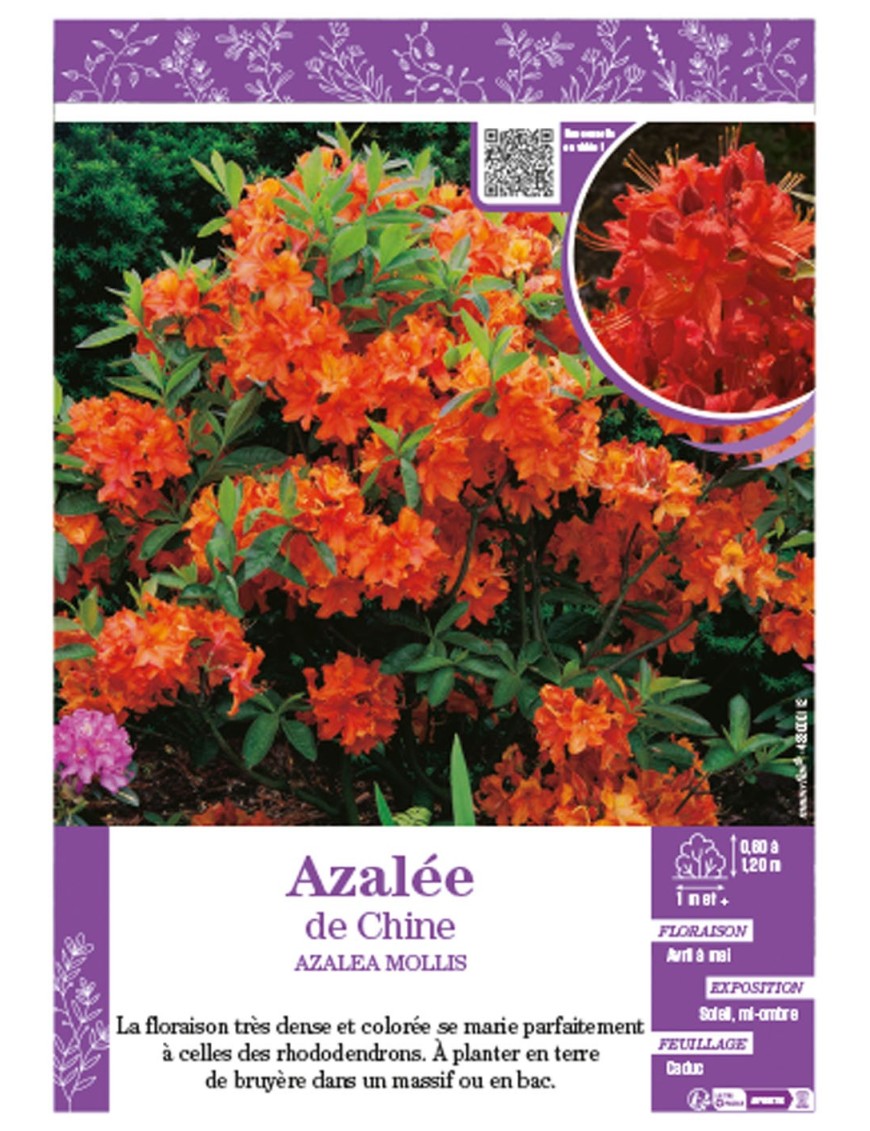 AZALEA CADUQUE (orange) voir AZALÉE DE CHINE