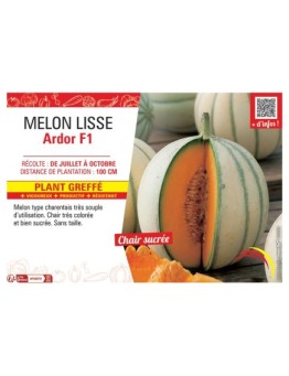 MELON LISSE ARDOR F1 Plant greffé