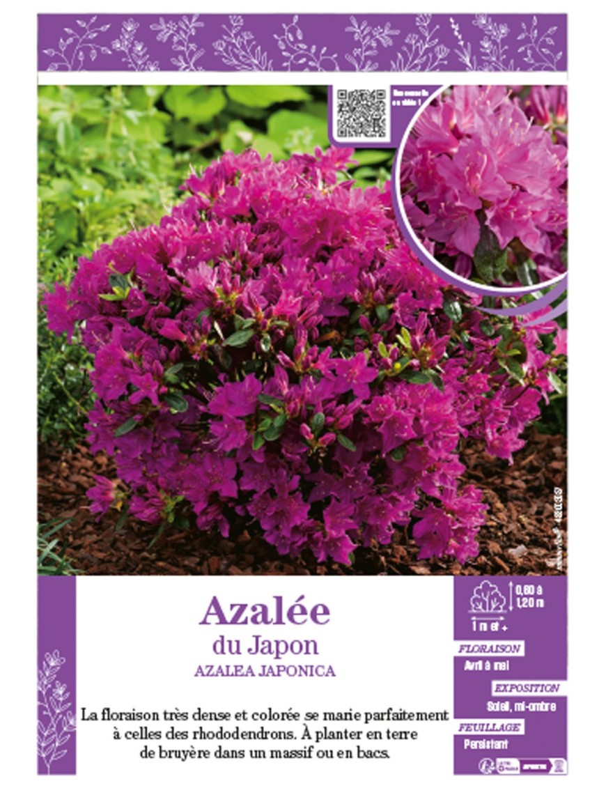 AZALEA JAPONICA (violette) voir AZALÉE DU JAPON