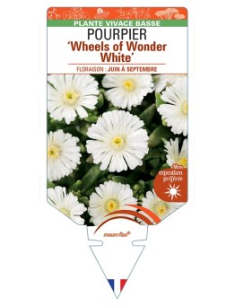 DELOSPERMA nubigenum WHEELS OF WONDER WHITE voir Pourpier