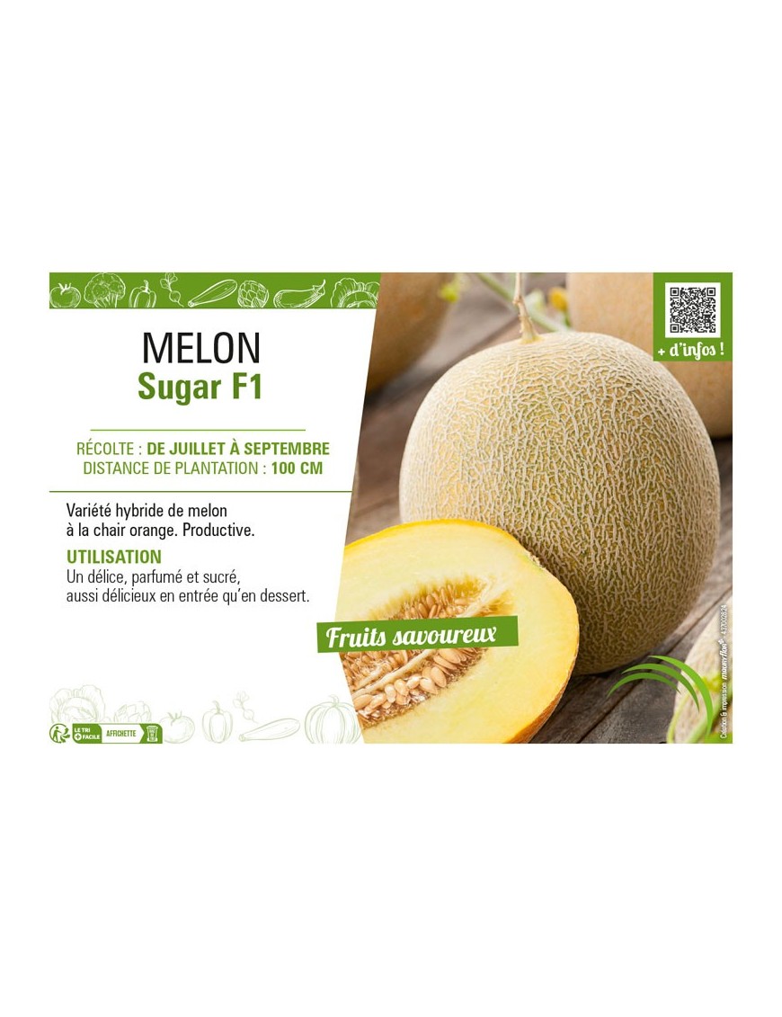 MELON SUGAR F1