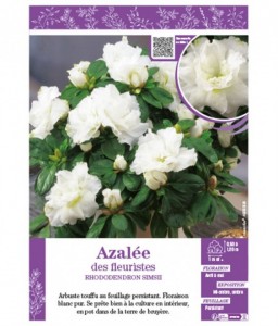 AZALÉE DES FLEURISTES (blanche) Rhododendron simsii