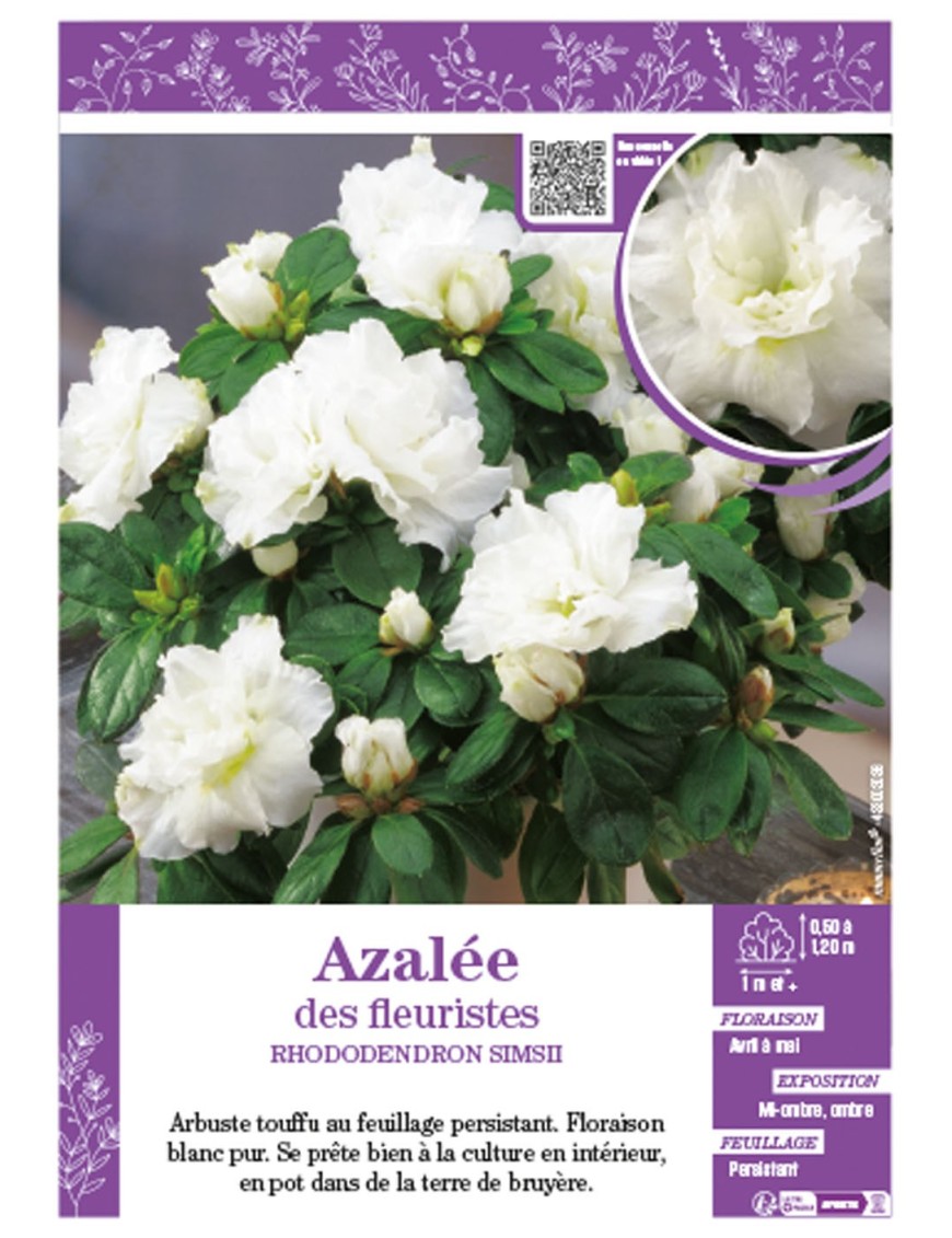 AZALÉE DES FLEURISTES (blanche) Rhododendron simsii