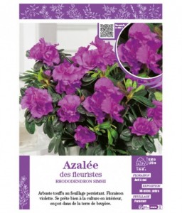 AZALÉE DES FLEURISTES (violette) Rhododendron simsii