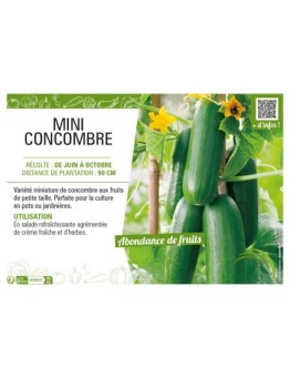 MINI CONCOMBRE