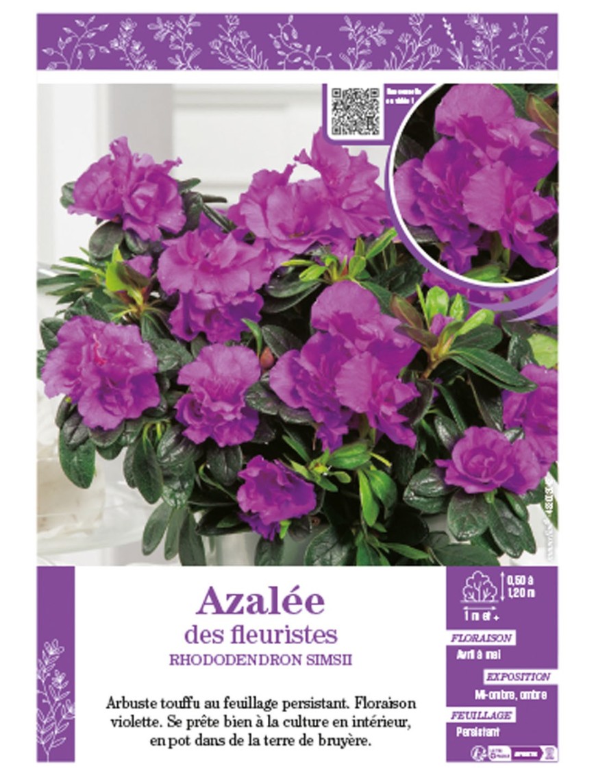 AZALÉE DES FLEURISTES (violette) Rhododendron simsii