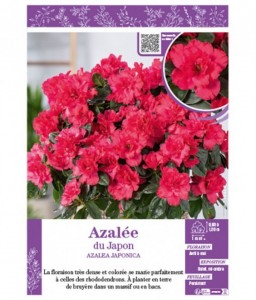 AZALÉE JAPONAISE (rose intense)