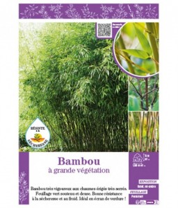 BAMBOU à grande végétation (Phyllostachys Fargesia)