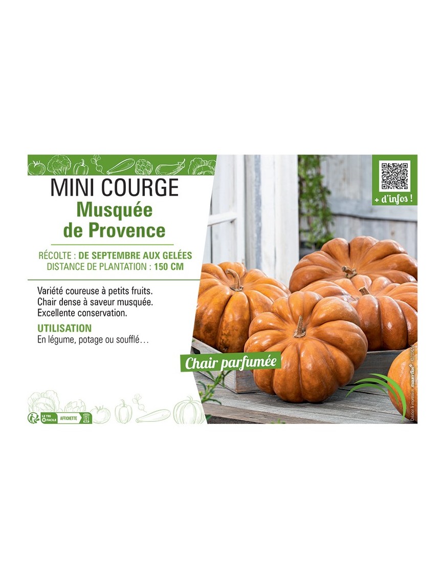 MINI COURGE MUSQUEE DE PROVENCE