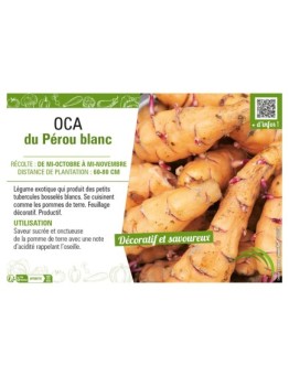 OCA DU PEROU BLANC