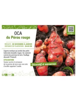 OCA DU PEROU ROUGE