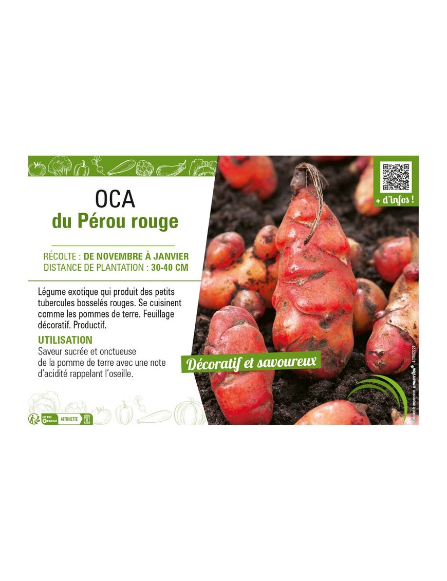 OCA DU PEROU ROUGE