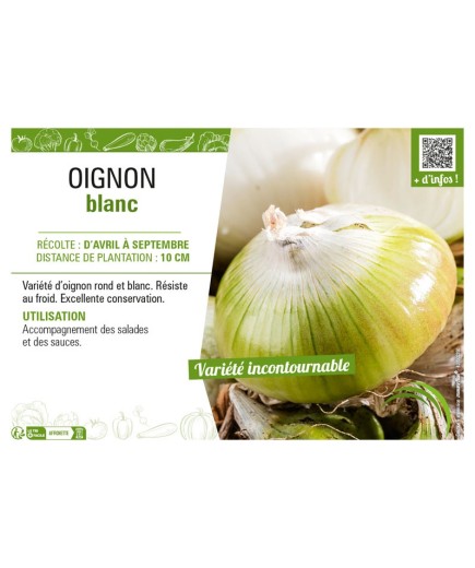 OIGNON BLANC (APLATI)