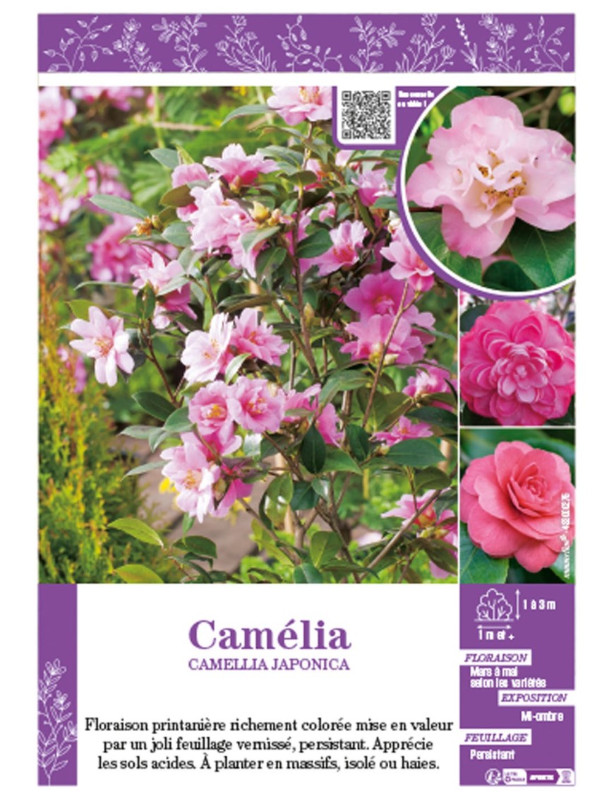 CAMELLIA JAPONICA (rose) voir CAMÉLIA