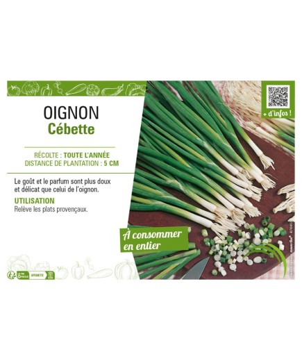 OIGNON CÉBETTE