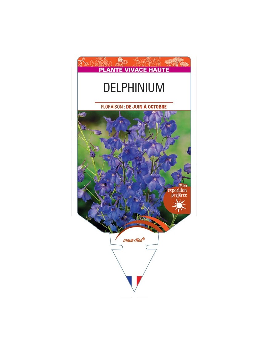 DELPHINIUM (belladona)