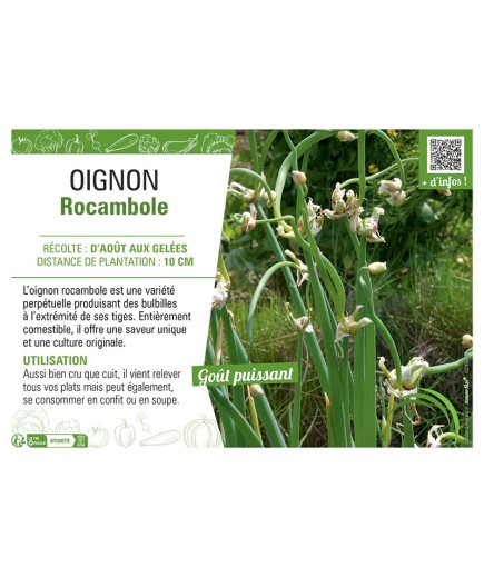 OIGNON ROCAMBOLE