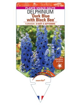 DELPHINIUM (elatum) Dark Blue with Black Bee